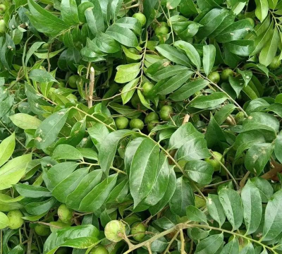 银稔树防治,常见虫害识别,有效治理方法 银稔树防治,常见虫害识别,有效治理方法