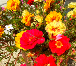 太阳花锦怎么养,掌握关键技巧,轻松爆盆开花 太阳花锦怎么养,掌握关键技巧,轻松爆盆开花