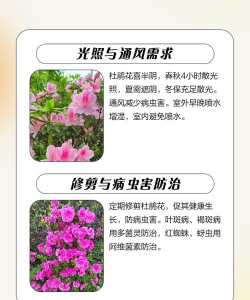 杜鹃花干枝怎么养,快速恢复生机,掌握关键技巧 杜鹃花干枝怎么养,快速恢复生机,掌握关键技巧