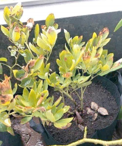 牡丹树病虫防治,常见问题解析,实用应对方法 牡丹树病虫防治,常见问题解析,实用应对方法