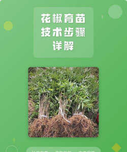 花椒的栽培技术,选对品种,掌握关键步骤 花椒的栽培技术,选对品种,掌握关键步骤