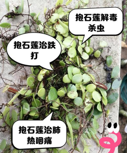 防治抱树莲,识别关键症状,采取有效方法 防治抱树莲,识别关键症状,采取有效方法