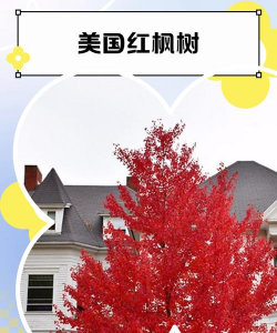 美国红枫栽培技术,选对方法,轻松打造秋日美景 美国红枫栽培技术,选对方法,轻松打造秋日美景