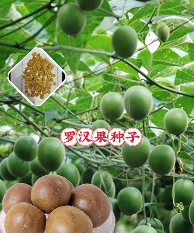 罗汉果的栽培技术,掌握关键步骤,轻松收获果实 罗汉果的栽培技术,掌握关键步骤,轻松收获果实