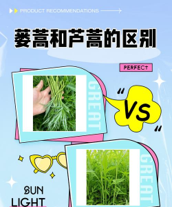 蒌的栽培,掌握关键步骤,轻松收获好品质 蒌的栽培,掌握关键步骤,轻松收获好品质
