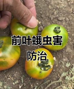 茄树害虫防治,识别常见虫害,掌握有效方法 茄树害虫防治,识别常见虫害,掌握有效方法