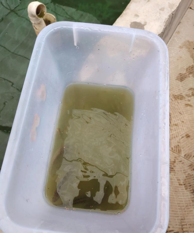 花手巾鱼怎么养,新手入门指南,常见问题解答 花手巾鱼怎么养,新手入门指南,常见问题解答