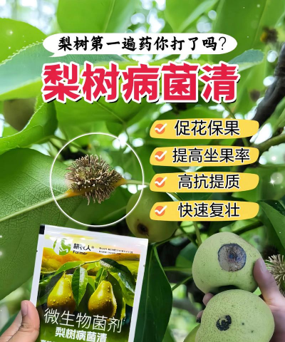 树病害防治肥料,常见问题解析,实用选择建议 树病害防治肥料,常见问题解析,实用选择建议