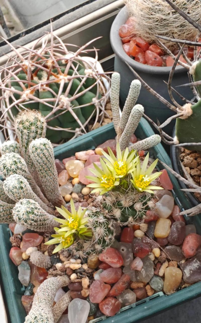 大岩花怎么养,新手入门指南,轻松掌握养护技巧 大岩花怎么养,新手入门指南,轻松掌握养护技巧