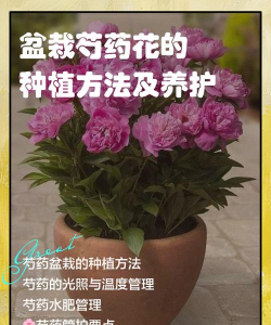 芍药花怎么养仓鼠,常见误区解析,正确饲养指南 芍药花怎么养仓鼠,常见误区解析,正确饲养指南