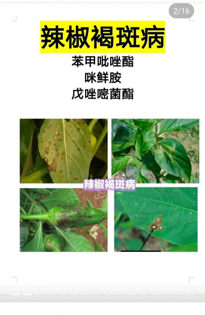 椒树虫害防治,识别常见害虫,掌握有效方法 椒树虫害防治,识别常见害虫,掌握有效方法