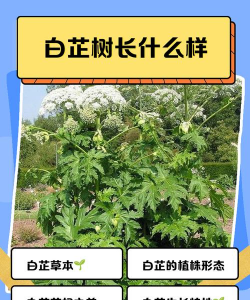 白芷树怎么防治,常见病害识别,有效管理方法 白芷树怎么防治,常见病害识别,有效管理方法