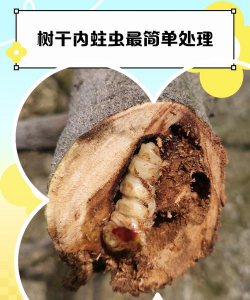 公路树蛀虫防治,识别虫害特征,选择有效方法 公路树蛀虫防治,识别虫害特征,选择有效方法