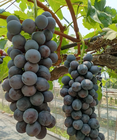 夏黑葡萄栽培,掌握关键技巧,轻松收获甜蜜果实 夏黑葡萄栽培,掌握关键技巧,轻松收获甜蜜果实