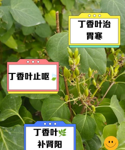 丁香树病害防治,识别常见问题,掌握有效方法 丁香树病害防治,识别常见问题,掌握有效方法