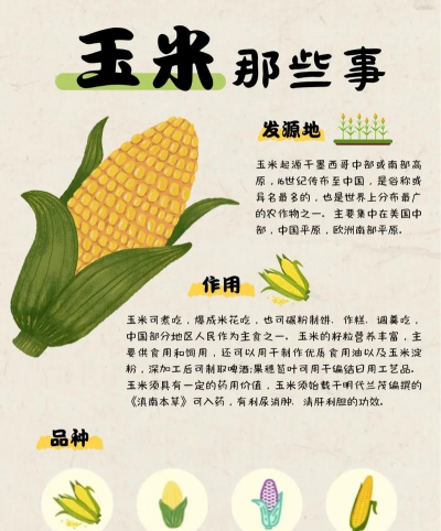 玉米高产栽培技术要点,选对品种,科学管理 玉米高产栽培技术要点,选对品种,科学管理
