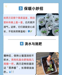 西兰花栽培技术要点,掌握关键步骤,轻松收获优质蔬菜 西兰花栽培技术要点,掌握关键步骤,轻松收获优质蔬菜