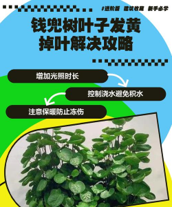 金钱树病虫防治,常见问题解析,实用应对方法 金钱树病虫防治,常见问题解析,实用应对方法
