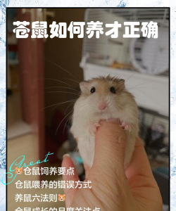 玫瑰花怎么养仓鼠,新手常犯错误,正确饲养方法 玫瑰花怎么养仓鼠,新手常犯错误,正确饲养方法