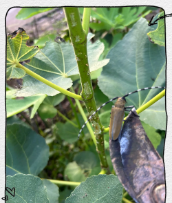海棠树防治天牛,识别虫害特征,掌握有效方法 海棠树防治天牛,识别虫害特征,掌握有效方法