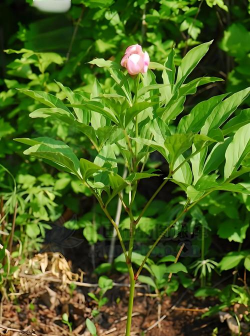 白芍的栽培,选对方法,花开更美 白芍的栽培,选对方法,花开更美