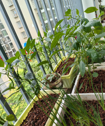 家庭栽培蔬菜,轻松上手,享受绿色生活 家庭栽培蔬菜,轻松上手,享受绿色生活