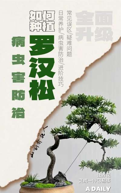 罗汉树病虫防治,常见问题解析,实用应对方法 罗汉树病虫防治,常见问题解析,实用应对方法