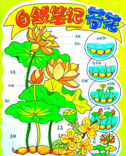 荷花的栽培方法,掌握关键步骤,轻松养出美丽荷花 荷花的栽培方法,掌握关键步骤,轻松养出美丽荷花