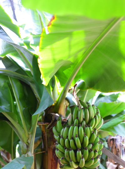 香蕉树虫害防治,常见虫害识别,有效防治方法 香蕉树虫害防治,常见虫害识别,有效防治方法