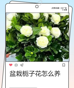 栀子花怎么养才多花,掌握关键技巧,轻松实现爆盆 栀子花怎么养才多花,掌握关键技巧,轻松实现爆盆