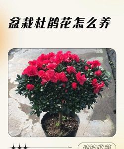 杜鹃花夏天怎么养好皮肤,防晒保湿是关键,避免晒伤与干燥 杜鹃花夏天怎么养好皮肤,防晒保湿是关键,避免晒伤与干燥