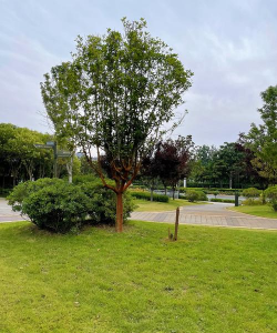 青岛创意立体绿化设计,打造城市绿肺,提升生活品质 青岛创意立体绿化设计,打造城市绿肺,提升生活品质