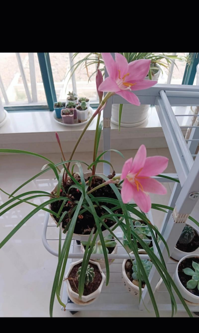 金香玉花怎么养,掌握关键技巧,轻松养出好状态 金香玉花怎么养,掌握关键技巧,轻松养出好状态