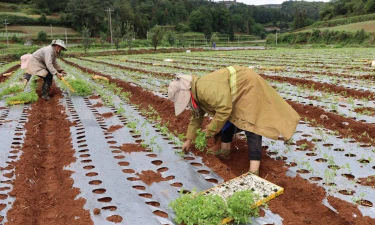 当归栽培技术视频,掌握种植要点,轻松上手操作 当归栽培技术视频,掌握种植要点,轻松上手操作
