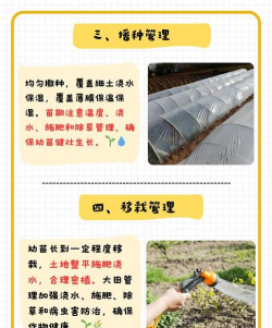 莴苣栽培,轻松上手,家庭种植指南 莴苣栽培,轻松上手,家庭种植指南