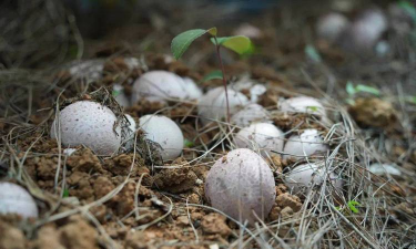 林下食用菌栽培技术,提升林地效益,实现生态循环 林下食用菌栽培技术,提升林地效益,实现生态循环