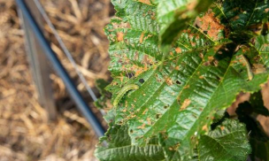 板栗树害虫防治,识别常见虫害,掌握有效方法 板栗树害虫防治,识别常见虫害,掌握有效方法