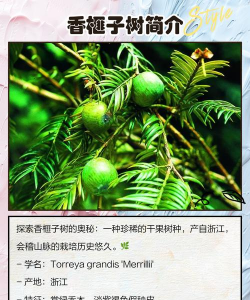 香榧树螨虫防治,识别关键症状,掌握有效方法 香榧树螨虫防治,识别关键症状,掌握有效方法