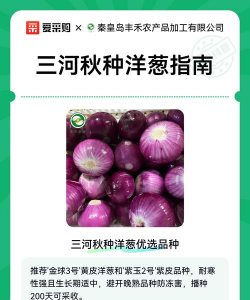 圆葱栽培,选对品种,掌握关键技巧 圆葱栽培,选对品种,掌握关键技巧