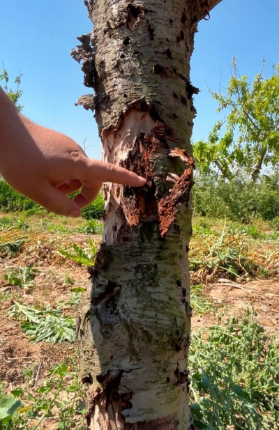 枇杷树天牛防治,识别虫害特征,掌握有效方法 枇杷树天牛防治,识别虫害特征,掌握有效方法