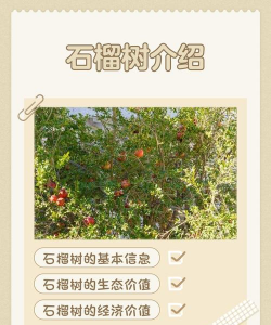 石榴树栽培,选对品种,掌握技巧 石榴树栽培,选对品种,掌握技巧