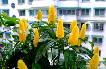 金宝塔花怎么养,掌握关键技巧,轻松养出好状态 金宝塔花怎么养,掌握关键技巧,轻松养出好状态