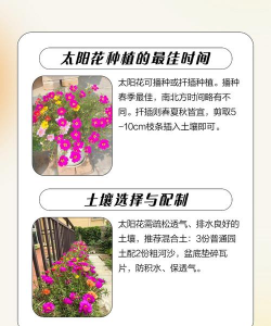 非洲太阳花怎么养,掌握关键技巧,轻松爆盆开花 非洲太阳花怎么养,掌握关键技巧,轻松爆盆开花