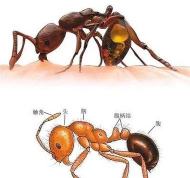 树蚂蚁防治方法,识别常见种类,掌握有效技巧 树蚂蚁防治方法,识别常见种类,掌握有效技巧