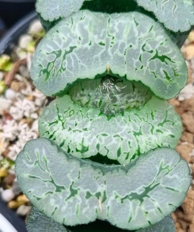 玉扇花怎么养,掌握关键技巧,轻松养出好状态 玉扇花怎么养,掌握关键技巧,轻松养出好状态