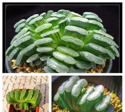 玉扇花怎么养,新手入门指南,轻松掌握养护技巧 玉扇花怎么养,新手入门指南,轻松掌握养护技巧