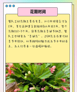 螃蟹爪花怎么养,掌握关键技巧,轻松爆盆开花 螃蟹爪花怎么养,掌握关键技巧,轻松爆盆开花