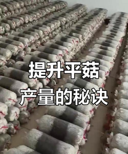平菇高效栽培技术,提升产量品质,掌握关键要点 平菇高效栽培技术,提升产量品质,掌握关键要点