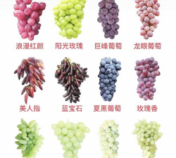 提子栽培,选对品种,掌握关键技巧 提子栽培,选对品种,掌握关键技巧