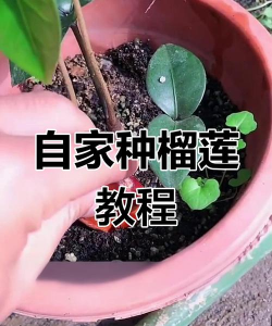 榴莲的栽培,掌握关键技巧,轻松收获美味 榴莲的栽培,掌握关键技巧,轻松收获美味